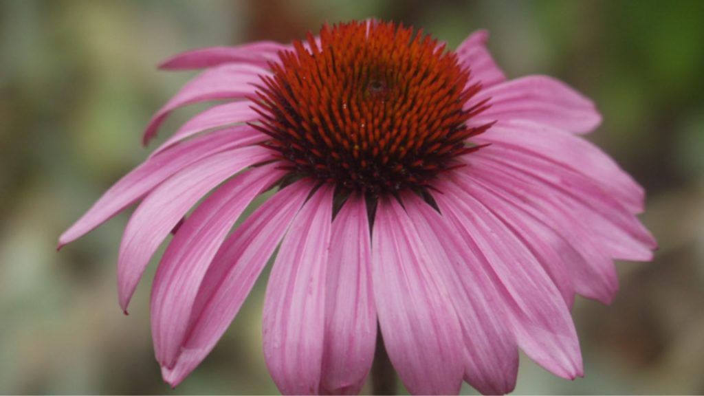 Echinacea for Immune Support, remedy.