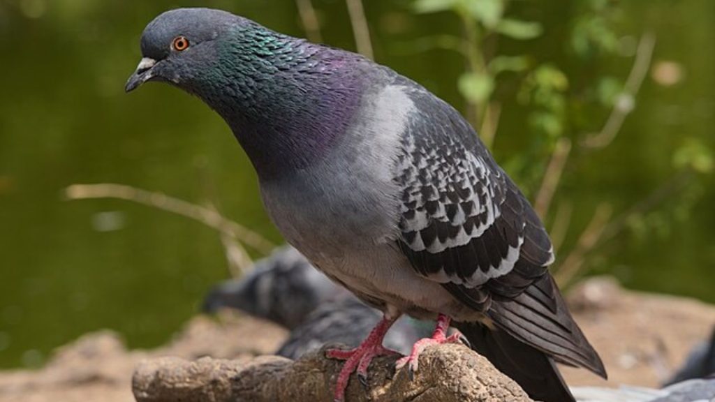 Pigeon