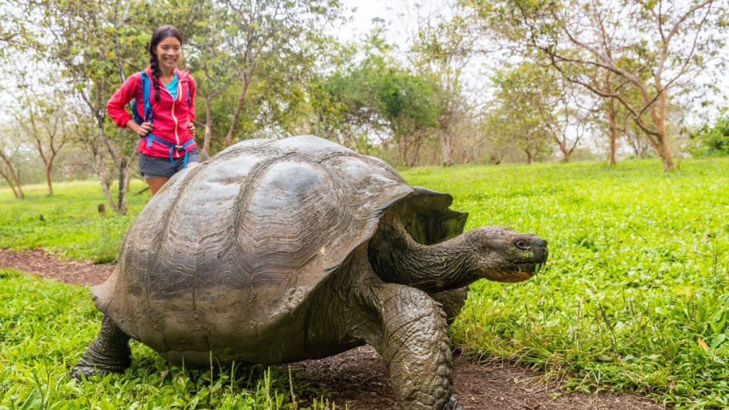 Giant Tortoise