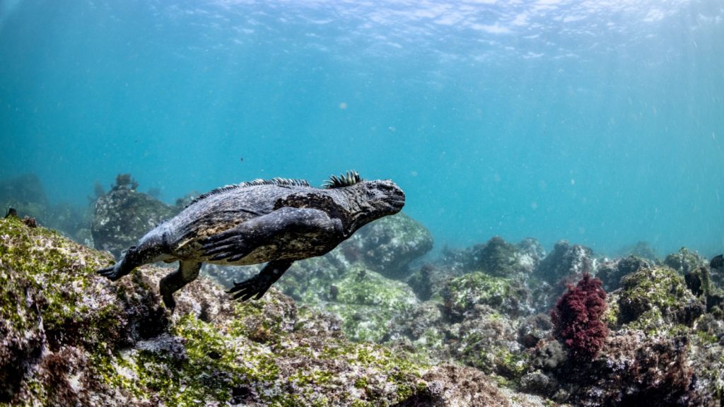 Marine Iguanas