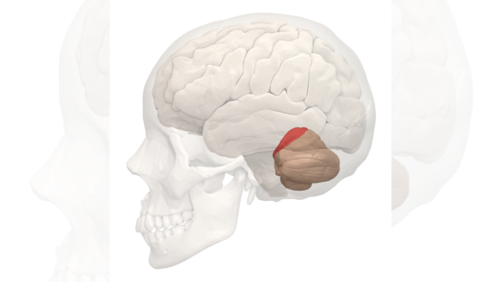 cerebellum