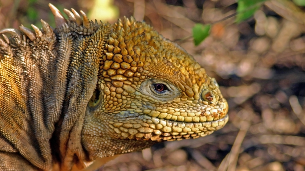 Land Iguana