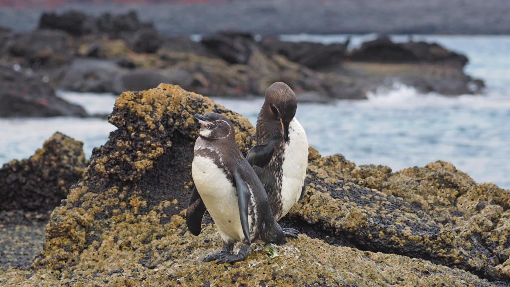 Galapagos Penguin