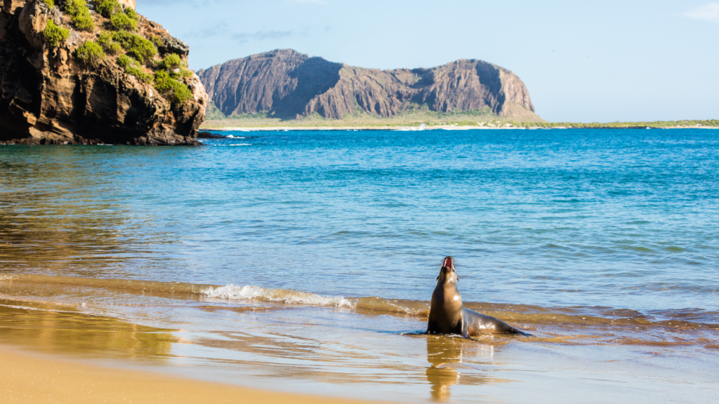 Galapagos Beach