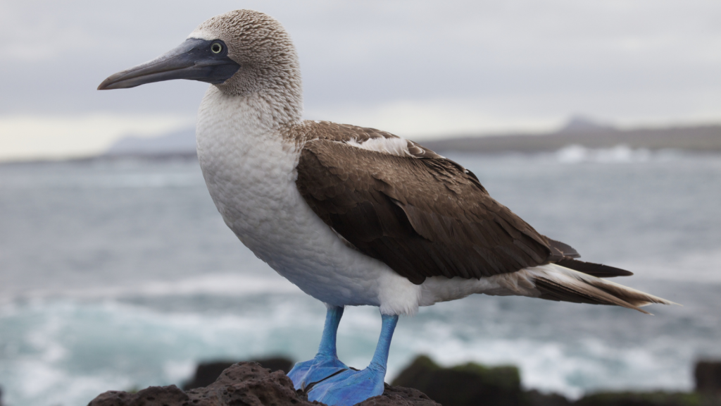 Blue-Footed Boobies