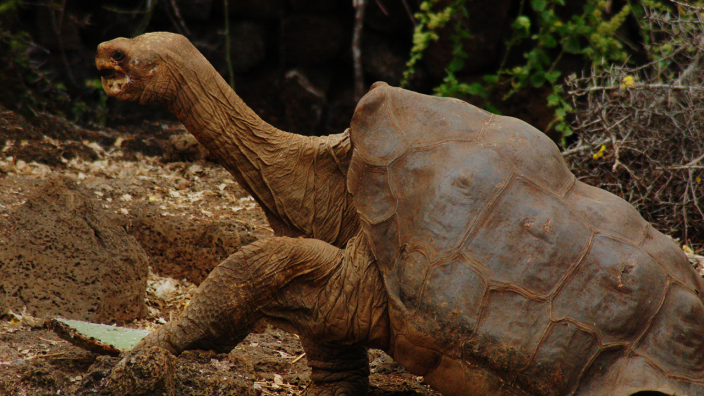 Lonesome George