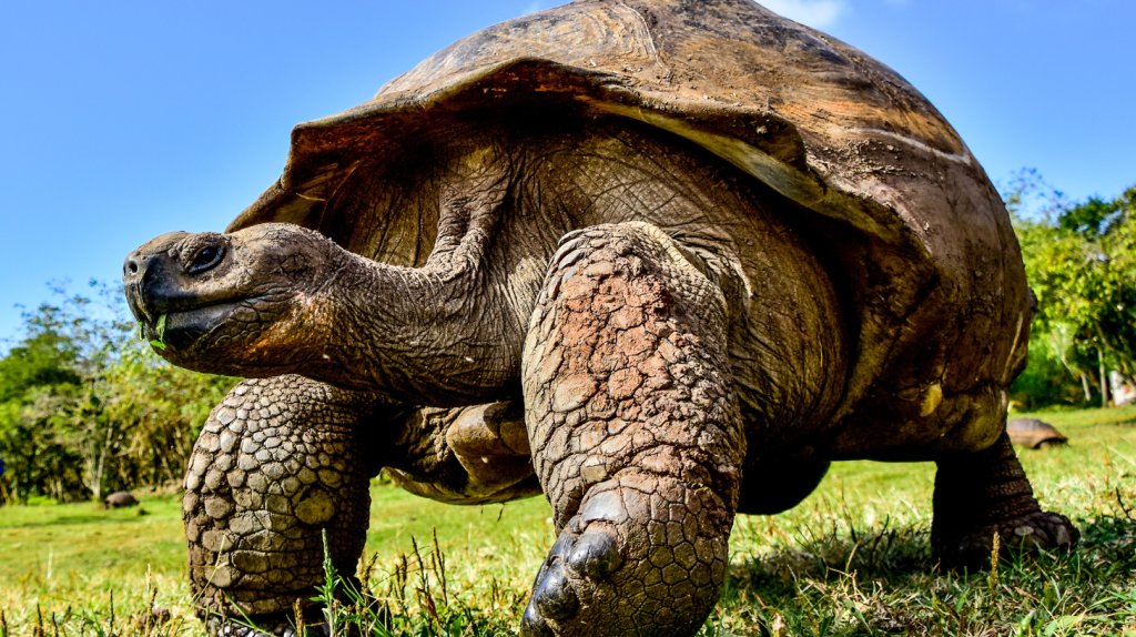 Giant Tortoise