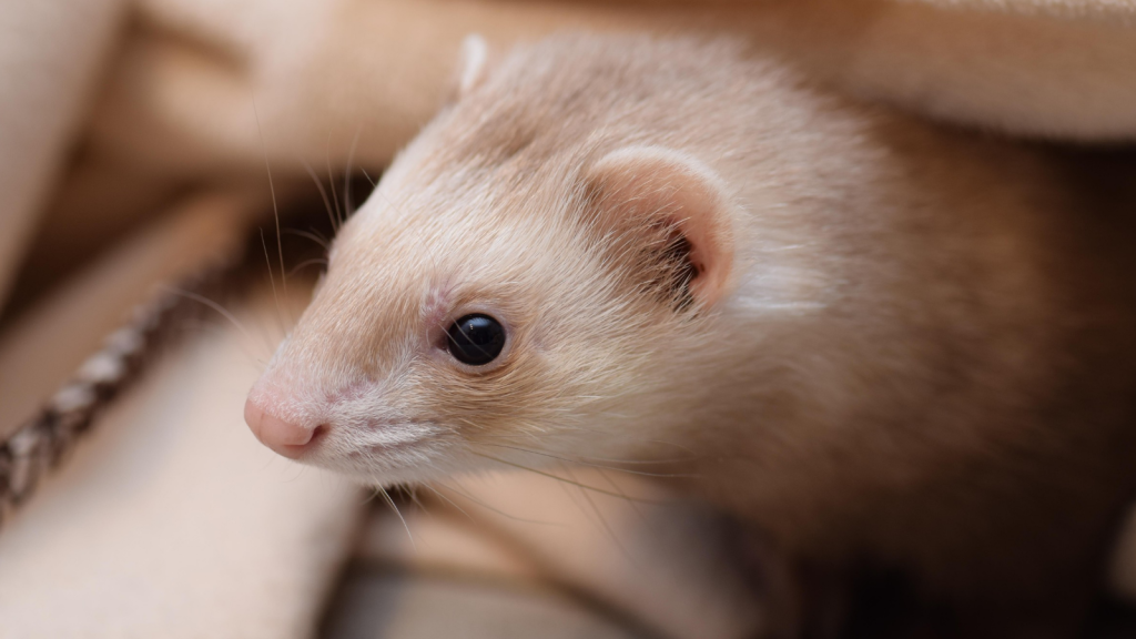 Ferret