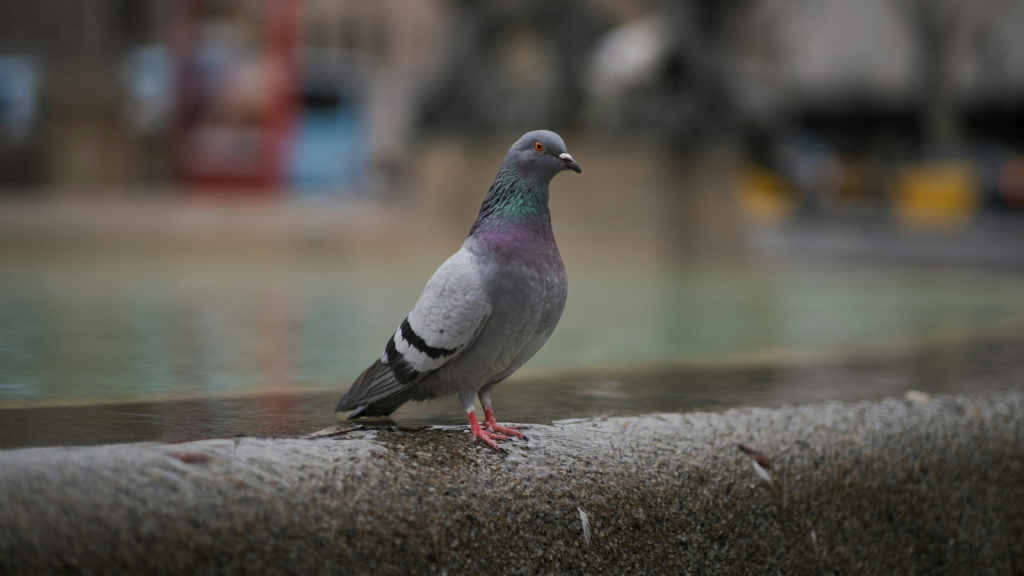 Pigeon