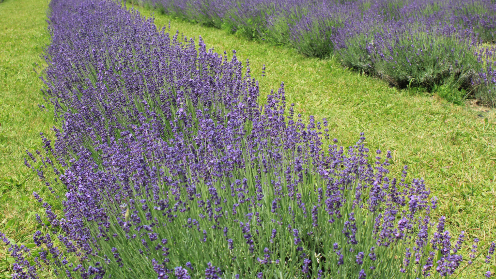 Gardens Were Full of Medicinal Herbs