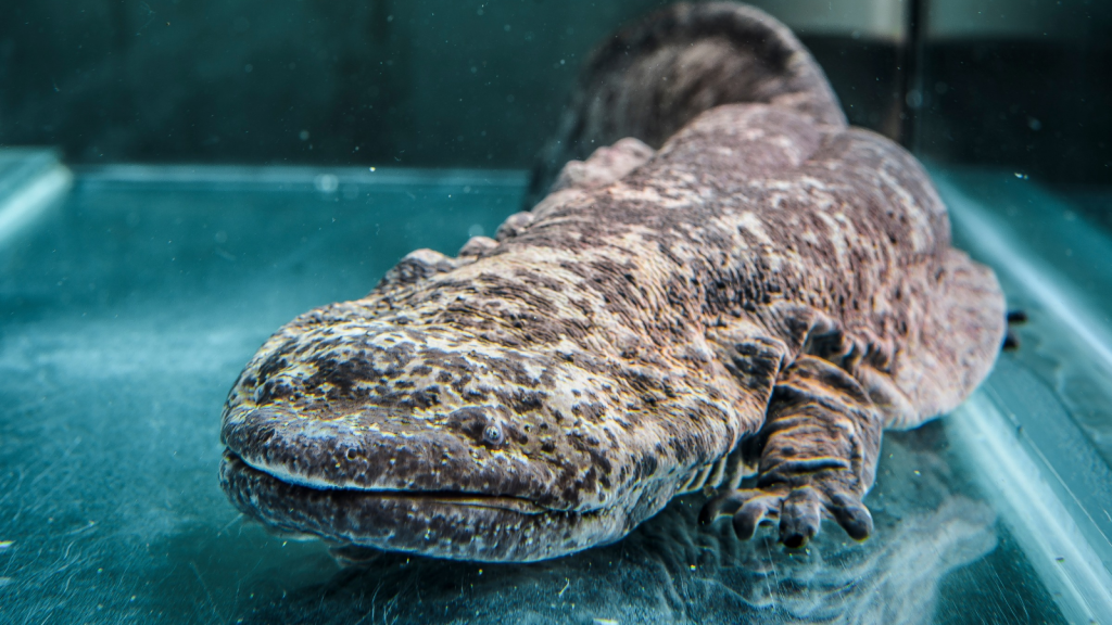 Chinese Giant Salamander