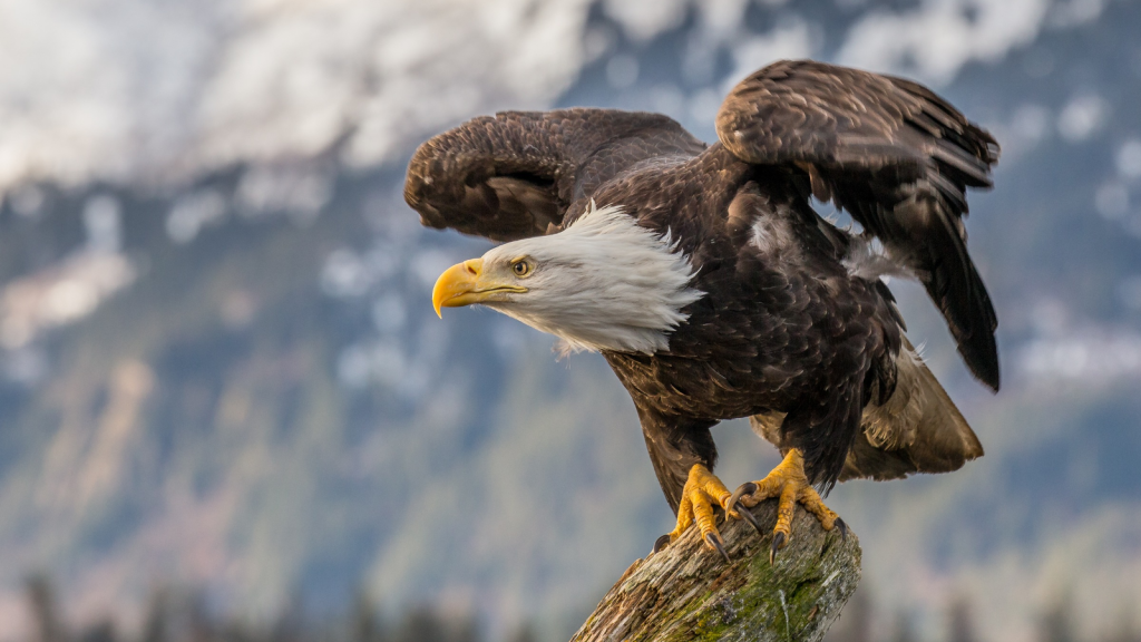 Bald Eagle