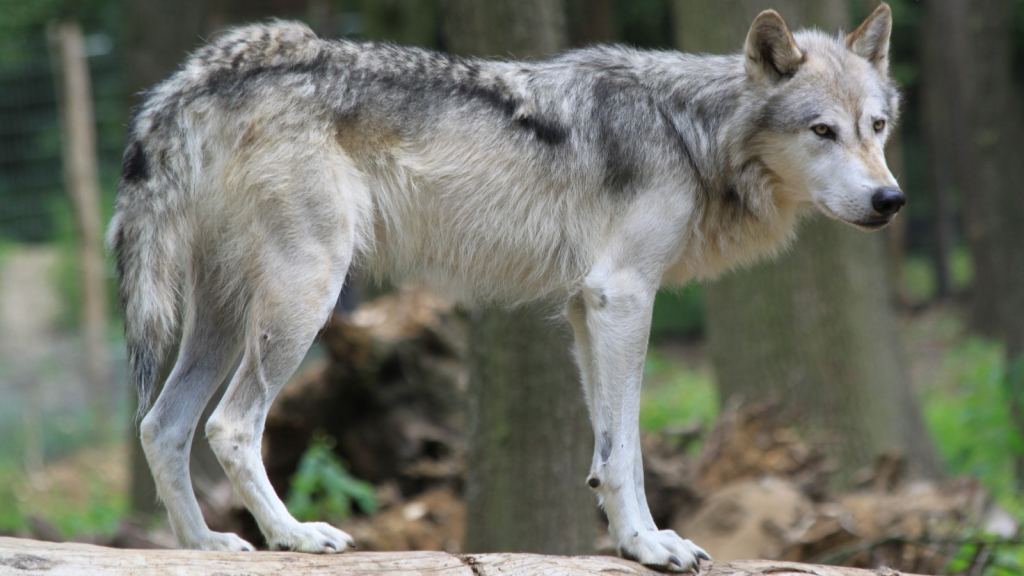 Gray Wolf