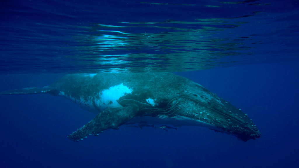 Humpback Whale