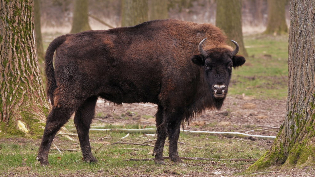 European Bison