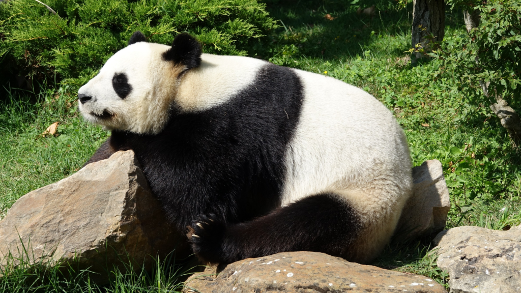 The Giant Panda