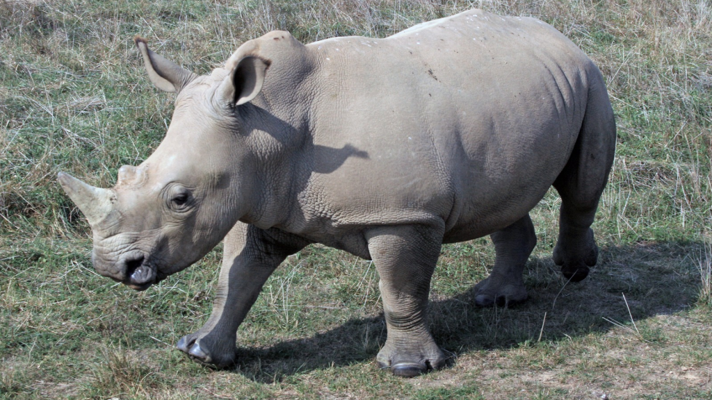 Southern White Rhino