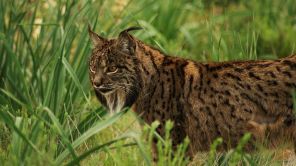 Iberian Lynx