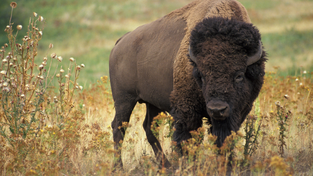 American Bison