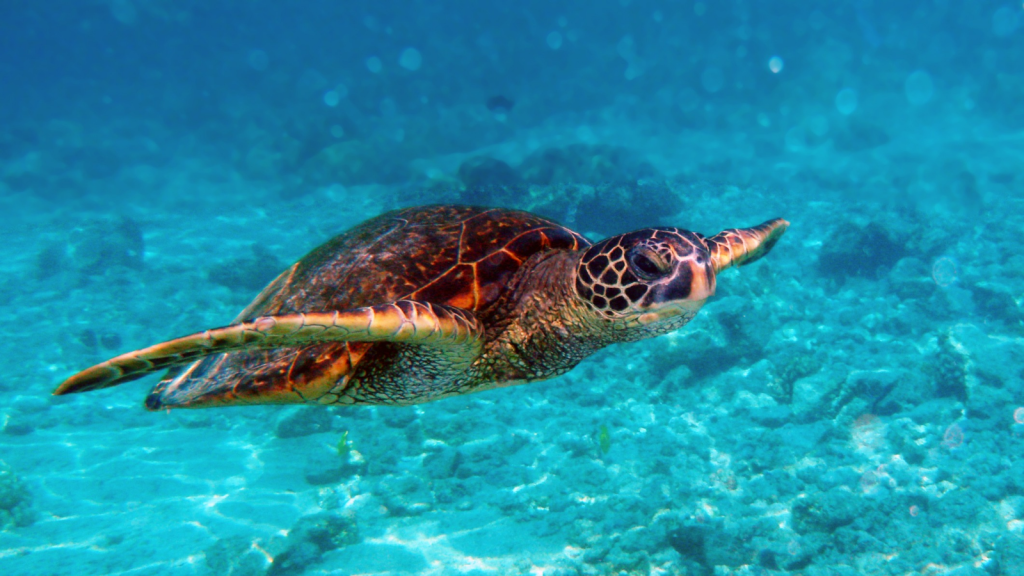 Green Sea Turtle