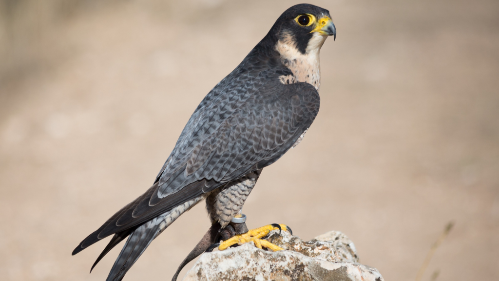 Peregrine Falcon