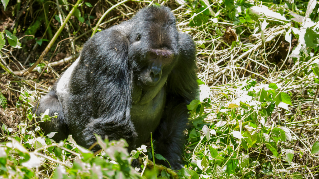 Mountain Gorilla