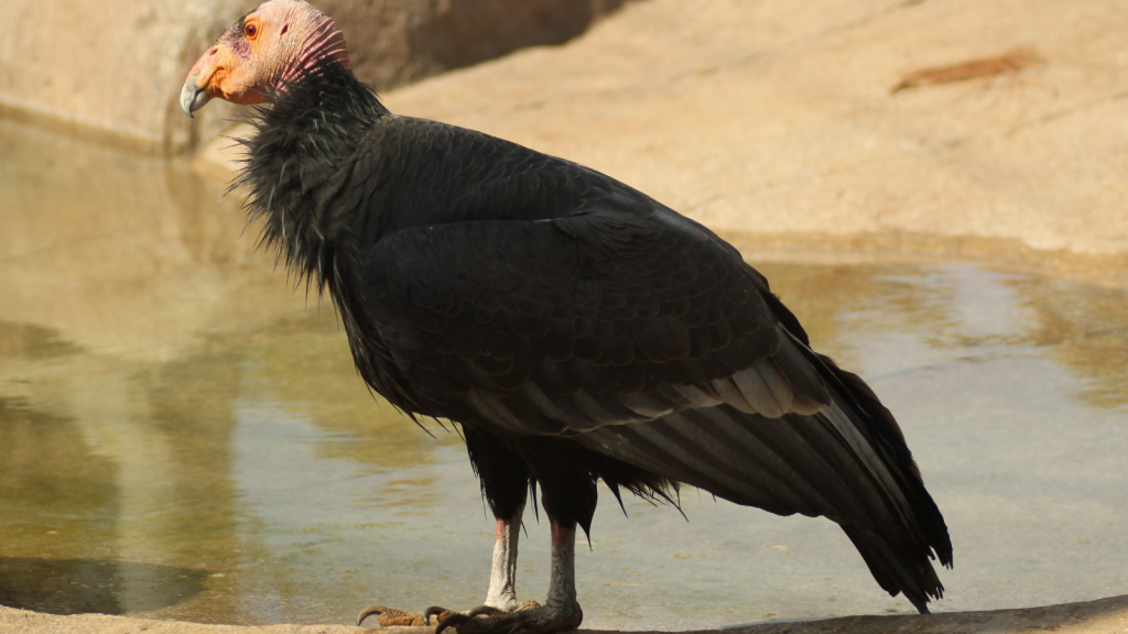 California Condor