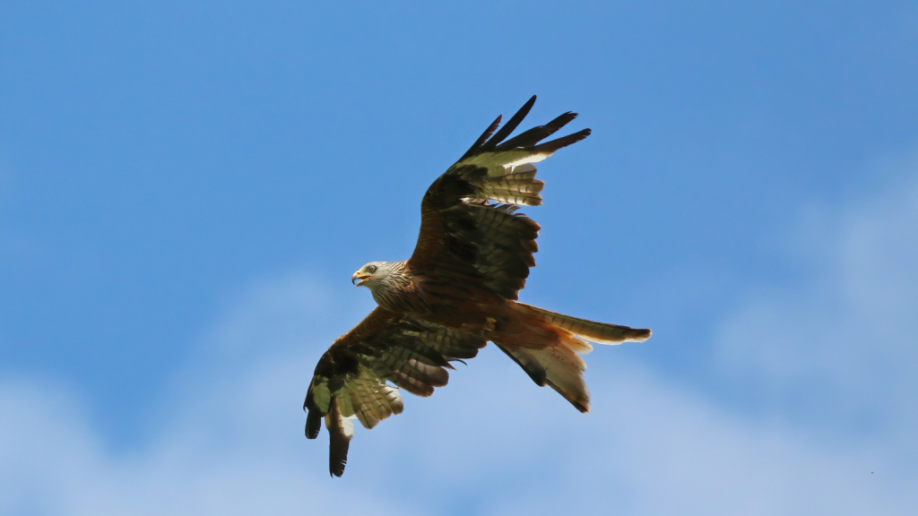 Red Kite