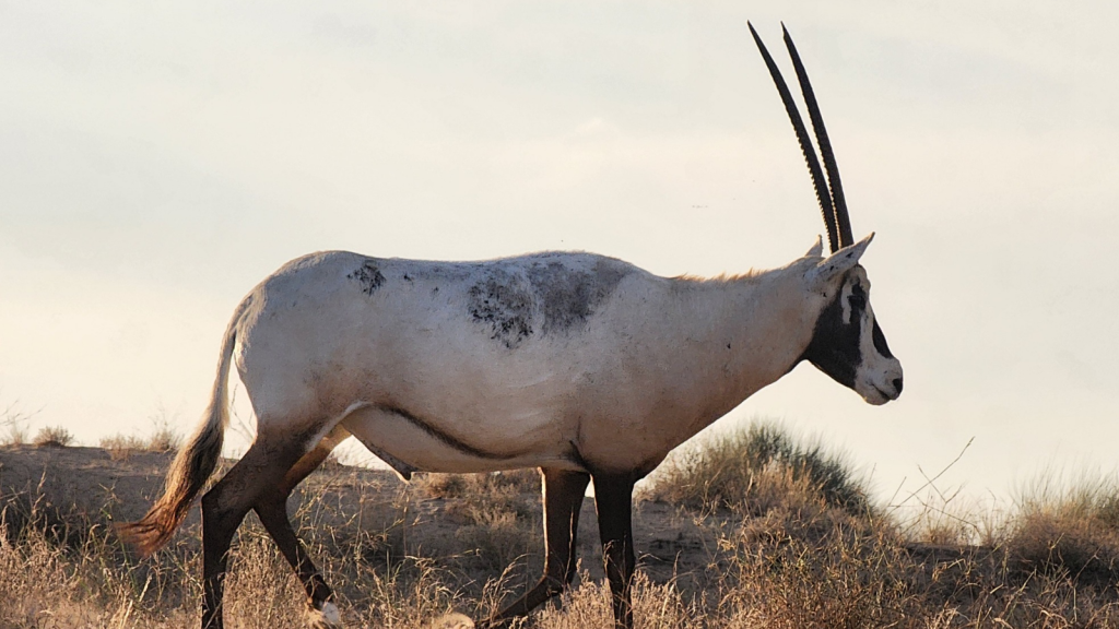 Arabian Oryx