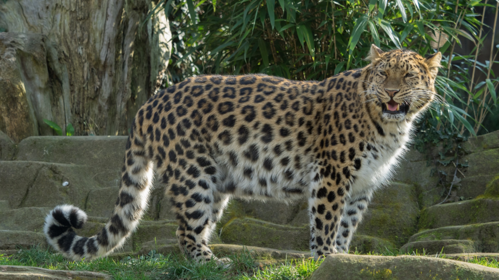 Amur Leopard