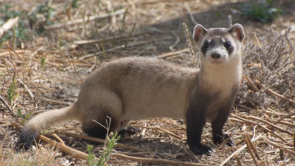 Black-Footed Ferret