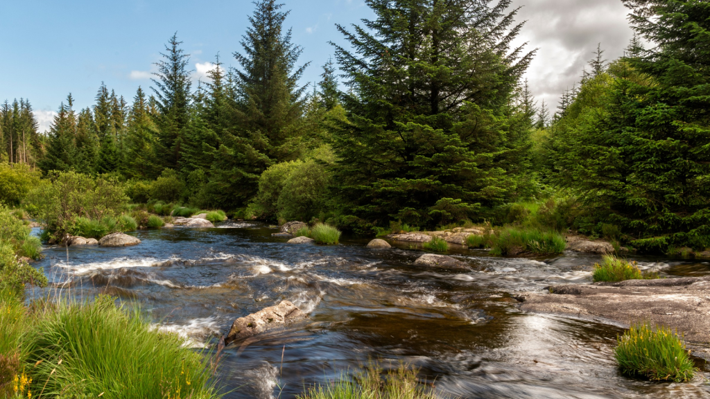 Galloway Forest Park