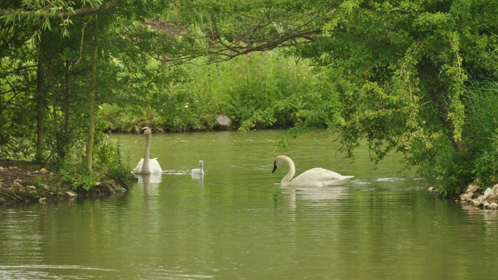 WWT Arundel, West Sussex