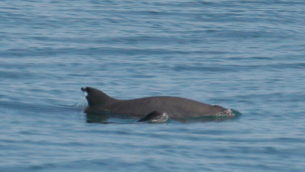 Vaquita