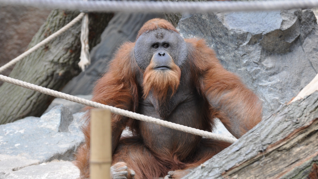 Sumatran Orangutan