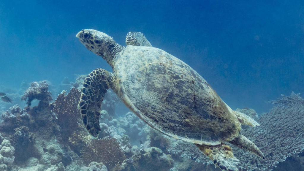 Hawksbill Turtle