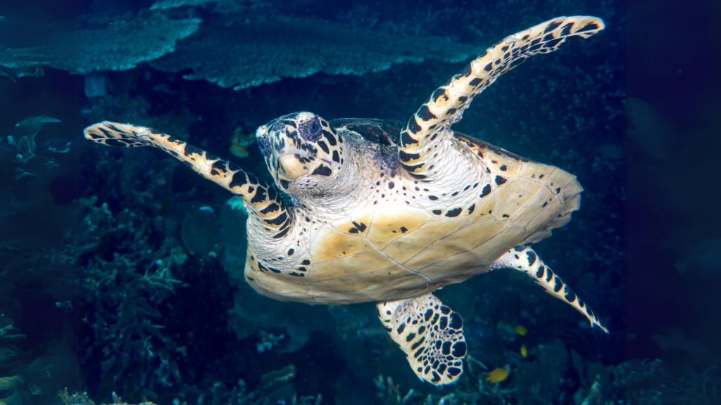 Hawksbill Turtle