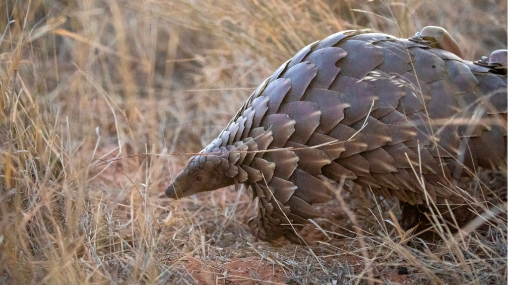 Pangolin