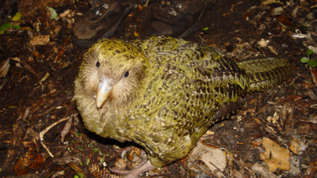 Kakapo