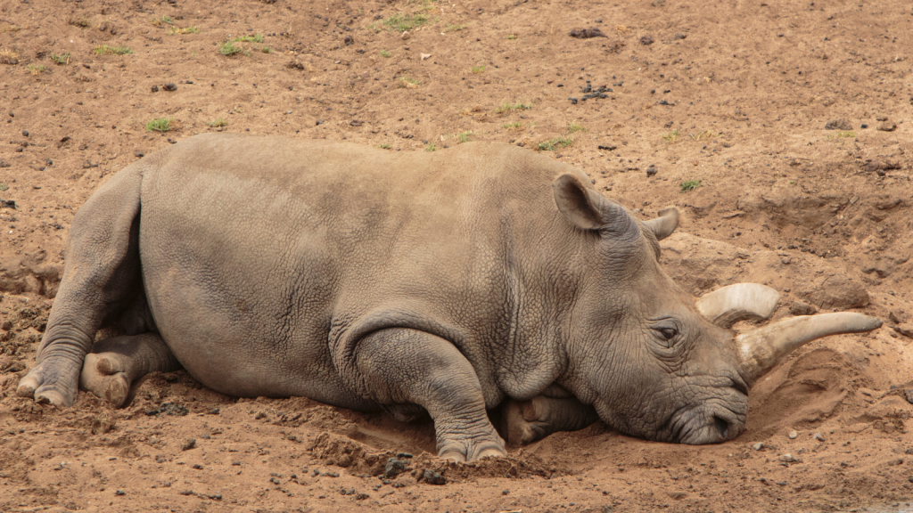 Northern White Rhino