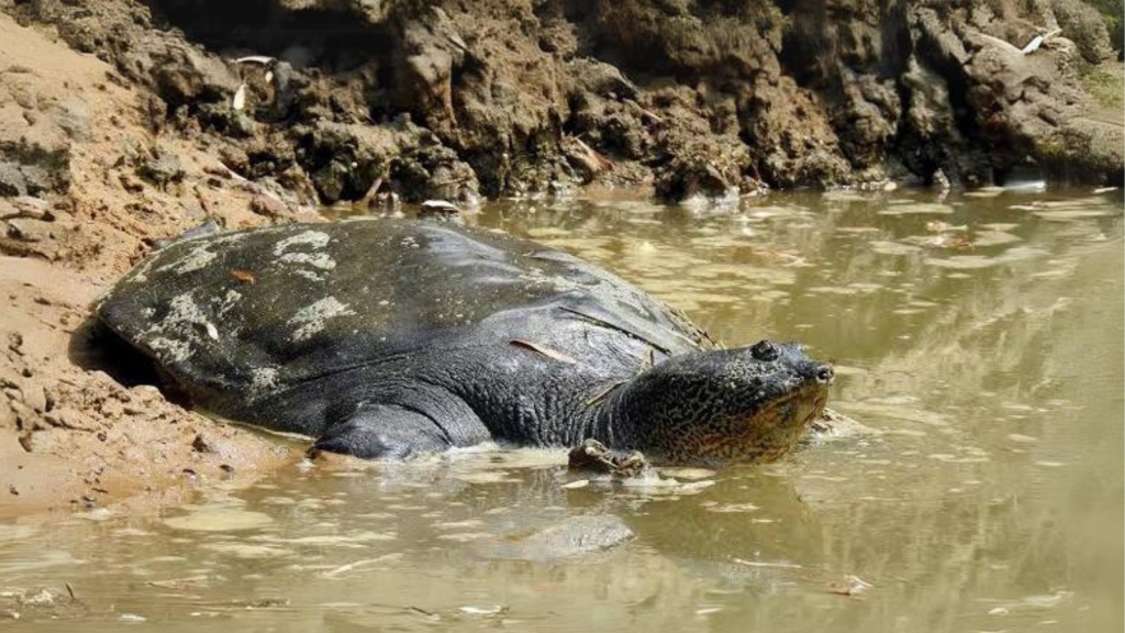 Yangtze Giant Softshell Turtle