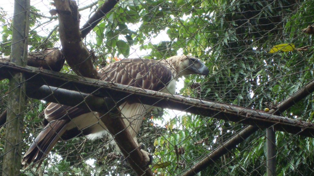 Philippine Eagle