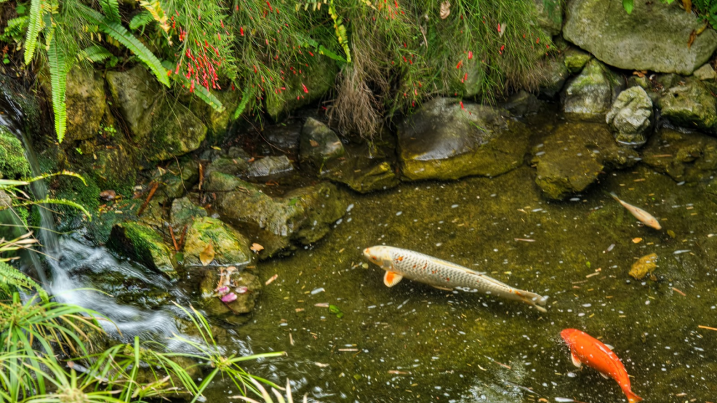 Koi Fish as Symbols of Luck and Perseverance