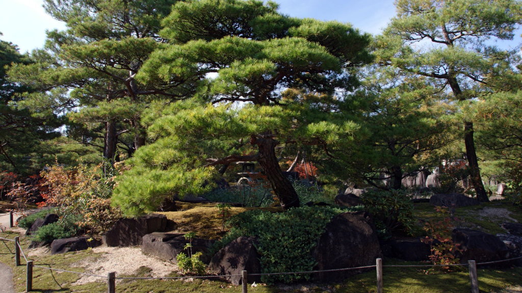 Carefully Pruned Pine Trees