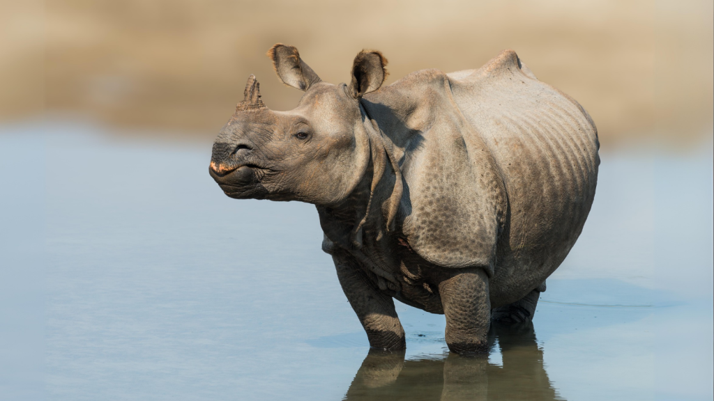 Javan Rhino