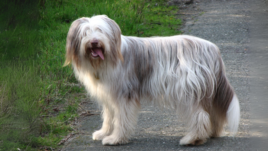 Bearded Collie