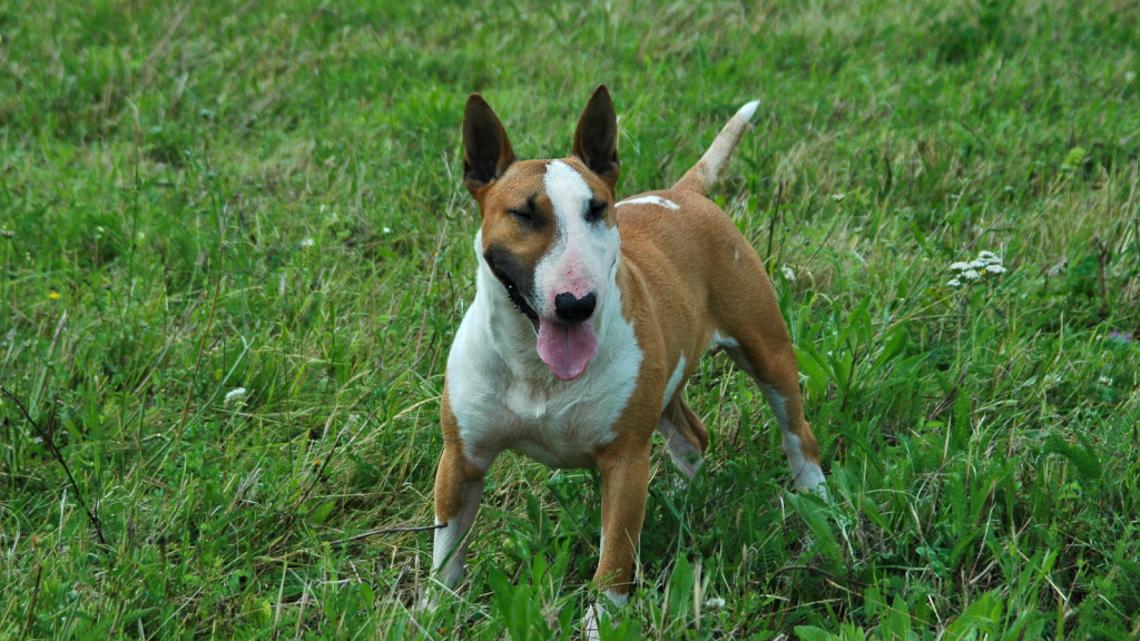 Bull Terrier