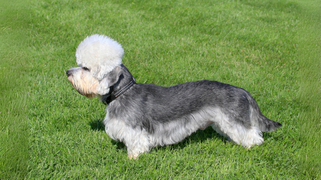 Dandie Dinmont Terrier