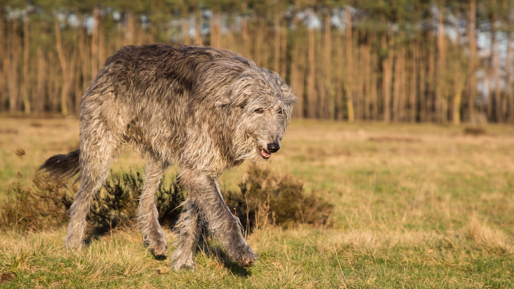 Deerhound