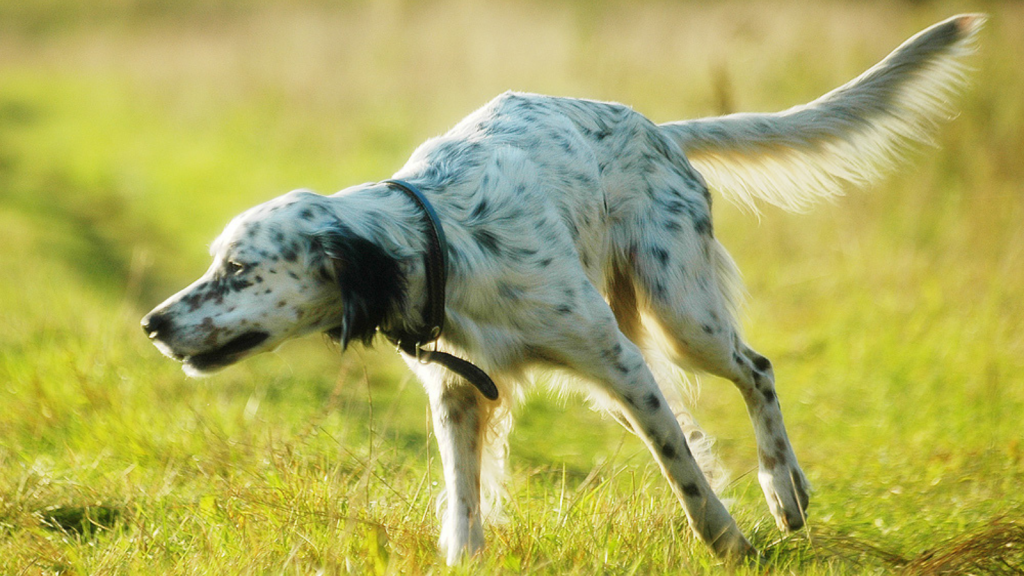 English Setter